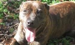 Pit Bull Terrier - Brandi - Large - Adult - Female - Dog
Brandi is about 2 years old. Brandi is currently working on learning to get along with other dogs, and she can do it. Staff and a Board Member have been working with Brandi on her socializiation