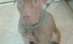 Pit Bull Terrier - Bruno - Large - Young - Male - Dog
2 yr old male pitbull . He was brought in with another dog . His owners did not pick him up . He was timid at first but is better and sits for treats .
CHARACTERISTICS:
Breed: Pit Bull Terrier
Size: