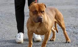 Pit Bull Terrier - Butch - Medium - Young - Male - Dog
A lovely young dog, Butch was surrendered by his owner because of landlord issues. Only 9 months old and still a puppy, he is polite and gentle. He loves other dogs and people and would be a perfect