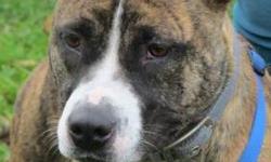 Pit Bull Terrier - Caliber - Large - Young - Female - Dog
(No. 502) I'm called Caliber, Cali for short. I'm a spayed female boxer/pit bull terrier mix about 1-2 years old. I am brindle color with white down my face, by my mouth, under my neck and on the