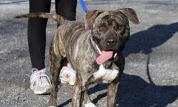 Pit Bull Terrier - Candy - Medium - Young - Female - Dog
candy like her name is a sweet, sweet girl. she has golden, catlike, eyes which radiate adoration. by far, she is one of the smartest pooches to pass thru our shelter. she exudes confidence with a