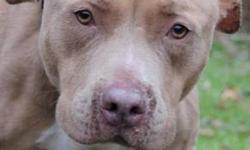 Pit Bull Terrier - Cane - Large - Adult - Male - Dog
This handsome bachelor will take your breath away, not only with his looks but his personality! Cane is incredibly beautiful, and has a playful personality as well. He loves toys, and will try to fit as