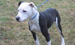 Pit Bull Terrier - Cara - Medium - Young - Female - Dog
Cara is a 9 month old female Pitbull mix. She is a sweetie, and we believe that she shows signs of housebreaking skills. She will need plenty of play time. Cara can seem standoffish at first, until