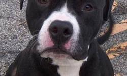 Pit Bull Terrier - Carlisle - Medium - Young - Male - Dog
1 yr old black and white pit found as a stray . He was very scared but now is friendly and doesn t seem to be good with small animals .
CHARACTERISTICS:
Breed: Pit Bull Terrier
Size: Medium