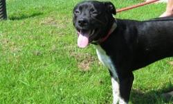 Pit Bull Terrier - Charlie - Large - Adult - Male - Dog
Charlie is a stray. Do you recognize me?
I would really like to have a home again. Please come visit Charlie at the Humane Society of Wayne County and learn about him first-hand!
SHELTER COMMENTS
No