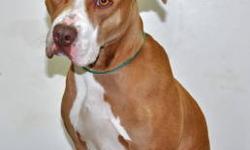 Pit Bull Terrier - Chocolate - Medium - Young - Female - Dog
Hi! My name is Chico. I love every person I meet. When out for a walk I stay right by your side. I am a couch potato. I like to say hello to dogs but am not playful. I am a lap guarder and do