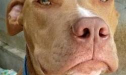Pit Bull Terrier - Chopper - Medium - Young - Male - Dog
Chopper is a male Pitbull who is a very special boy. He walks a bit sideways due to neurological damage caused by distemper, which he survived as a puppy. He is such a happy, friendly boy who loves