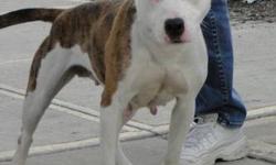 Pit Bull Terrier - Cookie - Medium - Young - Female - Dog
Cookie is a friendly pittie who is up for adoption.
CHARACTERISTICS:
Breed: Pit Bull Terrier
Size: Medium
Petfinder ID: 24561529
ADDITIONAL INFO:
Pet has been spayed/neutered
CONTACT:
Heavenly