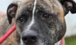 Pit Bull Terrier - Cooper - Large - Adult - Male - Dog
Cooper was so used to family life and living in a home that he has had a hard time adjusting to shelter life. Cooper craves human attention and affection, and will do anything to be on your lap. He is