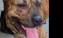 Pit Bull Terrier - Crystabell - Medium - Adult - Female - Dog
Crystabell is a young adult female who is just a bit shy at first. She's a small girl with the cutest ears! She has quickly become a favorite at the shelter because of her sweet and loving