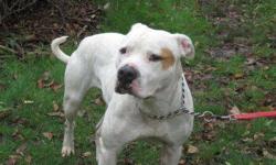 Pit Bull Terrier - Daisy - Large - Adult - Female - Dog
DAISY is an ~1 year old female pit bull that weighs a solid 68 pounds. She has a jet black coat with a spot of white on her chest. Daisy is very attentive to her human handler. She knows basic