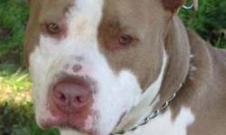 Pit Bull Terrier - Diamond - Large - Adult - Female - Dog
(No. 211) I'm called Diamond because i'm a jem. I'm a 5 year old spayed female pit bull terrier. I'm tan and white with a bit of a barrel shaped body. I have a lot of white fur on my face, chest