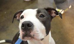 Pit Bull Terrier - Diamond - Medium - Adult - Female - Dog
Looking for a ball of energy?! Then Diamond's it! Diamond is extremely sweet and loving, with a lot of energy to burn! Diamond would do wonderfully in an active home with lots of exercise and an
