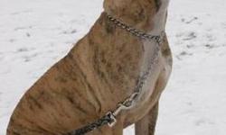 Pit Bull Terrier - Diamond - Medium - Adult - Female - Dog
General Information
Reason for surrender: Owner can no longer care for. Length of time with previous owner: 3 years The dog has been vaccinated against: Rabies Distemper
Temperament
The dog gets