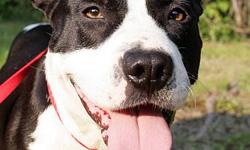 Pit Bull Terrier - Dottie - Medium - Adult - Female - Dog
My name is Dottie and I have been at the shelter way too longsince February 2013! I am a 2 year old spayed female Pit. I am looking for my forever home or a foster home. If you come to the shelter