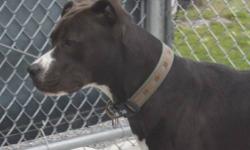Pit Bull Terrier - Echo - Medium - Adult - Female - Dog
Echo here just finished raising a litter of pups, she did a great job ,they all found homes. Now it's her turn, she's very playful, affectionate , got little bit of that empty nest thing going on,