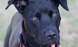 Pit Bull Terrier - Flower - Medium - Adult - Female - Dog
Flower was found as a stray in Henrietta. She is a young Pit Bull/mix who right now is not sure what is happening in her life. She has a nice shiny black coat, weighs 48 pounds, and does like