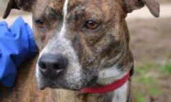 Pit Bull Terrier - Foxy - Medium - Young - Female - Dog
Foxy is a sweet, loveable female pit bull mix. She was transferred to us from another shelter. Foxy can be a little shy at first but once she gets to know you she is a bundle of energy. She would do
