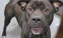 Pit Bull Terrier - Gottie - Large - Adult - Male - Dog
(No. 743) My name is Gottie. I'm a black adult male pit bull terrier mix about 3 years old. I have a patch of white on my chest. My owners dropped me off at the shelter and didn't leave much