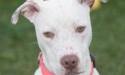 Pit Bull Terrier - Grover - Medium - Adult - Male - Dog
Grover was found as a stray in Webster. He is a Pit bull/mix with one spotted ear and one big brown spot on his back side. He is a big, strong, playful dog, who seems to love being with other dogs,