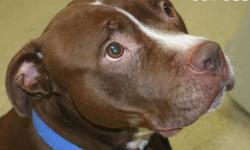 Pit Bull Terrier - Guiness - Large - Adult - Male - Dog
Guiness is a sharp looking chocolate and white Pitbull Mix. Put's up a bit of a fuss at the gate but don't let that bother you, after he's out and get's to know you (takes about 3 seconds) he just