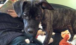 Pit Bull Terrier - Hadley - Large - Baby - Female - Dog
Hadley is a sweet, loving dog. She loves to be cuddled in her foster's lap. She genuinely wants to please her "parents." Hadley has a lot of puppy energy. She is not house broken. However, we are
