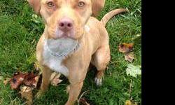 Pit Bull Terrier - Haley - Large - Young - Female - Dog
CHARACTERISTICS:
Breed: Pit Bull Terrier
Size: Large
Petfinder ID: 24503412
CONTACT:
Rochester Animal Services | Rochester, NY | 585-428-7274
For additional information, reply to this ad or see: