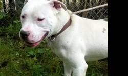 Pit Bull Terrier - Harper - Large - Young - Male - Dog
Harper is a great dog . He is playful , he knows how to sit and lay down . He is housebroken and doesn t chew his toys apart . He also is friendly with other dogs . He will make a nice fun companion