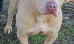 Pit Bull Terrier - Henry - Large - Adult - Male - Dog
(No 643) My name is Henry and I'm a 6 year old pit bull terrier with a very muscular build. My fur is a very handsome tan/fawn color with white on my chest. I'm all muscle. I'm housebroken and I love