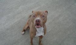 Pit Bull Terrier - Hercules - Large - Adult - Male - Dog
CHARACTERISTICS:
Breed: Pit Bull Terrier
Size: Large
Petfinder ID: 24733706
ADDITIONAL INFO:
Pet has been spayed/neutered
CONTACT:
Elmira Animal Shelter | Elmira, NY | 607-737-5767
For additional