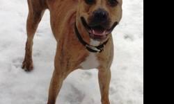 Pit Bull Terrier - Honey - Medium - Adult - Female - Dog
Honey is a very playful girl, and particularly enjoys fetch and her toys. She knows basic commands, as well. She will do good in a home with another dog or children to play with. She also loves to