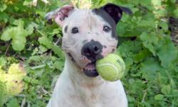 Pit Bull Terrier - Hood - Medium - Adult - Female - Dog
Hood came to us from another family. He is good with kids however must be an only dog. Hood would love a home where he can lounge on a couch and watch TV with his new family. He loves walks (as long