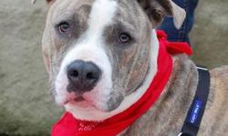Pit Bull Terrier - Ice - Large - Young - Female - Dog
Ice is 10 months old. He is a good boy, obedient and mannerly. Playful and affectionate. Loves long walks and a ball he can chase. Ice is starting training and we predict he will do very well. He is an