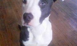 Pit Bull Terrier - Icis - Medium - Young - Female - Dog
Icis is beautiful blue 6 month old, 25 pound female pit mix that has spent over half of her short like in a kennel due to a cruelty case investigation. The volunteers at the shelter worked with Icis