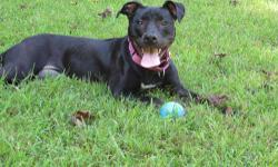 Pit Bull Terrier - Jinxie - Medium - Young - Female - Dog
Jinxie is an eight month old spayed female pitbull, small only about 40lbs. She is very athletic and would thrive in a home with a yard to exercise. She is currently in a foster home living with