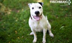 Pit Bull Terrier - Junior - Medium - Young - Male - Dog
Junior is a young large beautiful Pit Mix who has boundless energy. He would love to go to a home with another dog. He gets along with everybody, never discriminates. He is always happy to see you
