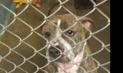 Pit Bull Terrier - Katari - Large - Young - Female - Dog
CHARACTERISTICS:
Breed: Pit Bull Terrier
Size: Large
Petfinder ID: 25401597
CONTACT:
Rochester Animal Services | Rochester, NY | 585-428-7274
For additional information, reply to this ad or see: