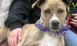 Pit Bull Terrier - Lady - Medium - Adult - Female - Dog
UPDATE: LADY MARCHED IN THE ST. PATRICK'S DAY PARADE WITH FIVE OTHER SHELTER DOGS AND SHE DID GREAT! SHE LOVED ALL THE PEOPLE, ATTENTION AND THE DOGS! LADY ALSO HAS VISITED MANY ELEMENTARY SCHOOLS