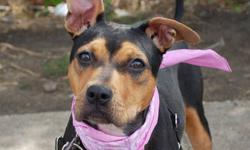 Pit Bull Terrier - Lady - Medium - Young - Female - Dog
Look at that Face! Lady is a young, mixed breed. She knows basic commands, well mannered and very affectionate. She is the perfect size for an apartment. This well behaved girl is playful and