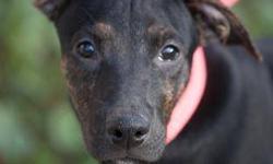 Pit Bull Terrier - Leona - Small - Baby - Female - Dog
Leona was part of a litter that was abandoned and she is the last one left. All of her sisters have been adopted, and she needs a home too. She is a small Pit Bull, brindle in color, and chock full of
