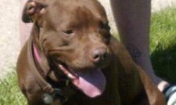 Pit Bull Terrier - Lil Mama - Medium - Adult - Female - Dog
Lil Mama is a 3yr old female Chocolate Pit Bull/Lab Mix. She is a very sweet girl that thrives on attention and loves to cuddle and be petted. She plays fetch, is great with kids, loves to run in