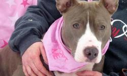 Pit Bull Terrier - Lolya - Medium - Adult - Female - Dog
Awwww look at that beautiful face! This sweet and loving girl is happiest in the company of people so we know she'll love you too! Lolya is fairly laid back, walks nicely on a leash and is such a