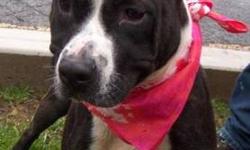 Pit Bull Terrier - Luna - Medium - Young - Female - Dog
Luna was found along with "Olivia" abandoned in a park . She is very friendly , the more active of the 2 .
CHARACTERISTICS:
Breed: Pit Bull Terrier
Size: Medium
Petfinder ID: 24915149
ADDITIONAL