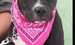 Pit Bull Terrier - Maggie - Medium - Young - Female - Dog
Maggie is so sweet and petite! This girl is our little pittie friend! So loving and friendly this girl's tail never stops wagging! Maggie is only six months old and loves everyone she meets. When
