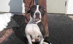 Pit Bull Terrier - Maggie - Medium - Young - Female - Dog
Maggie is a 6 month old pit bull/boxer mix puppy. She was found running at large and has not been reclaimed. Maggie does have that high energy puppiness, but does settle quickly. She already knows