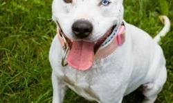 Pit Bull Terrier - Maude - Medium - Adult - Female - Dog
Maude was picked up as a stray after being abandoned by her previous owners, whom we later found out "just did not want her anymore." Maude has a sweet disposition and is very friendly with all