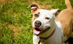 Pit Bull Terrier - Mayflower - Medium - Adult - Female - Dog
Hi, my name is Mayflower! I'm an adorable, 1 year old, spayed female, brindle pit/lab mix pup. I'm playful and outgoing and I love to run around and have fun! The staff here has taught me how to