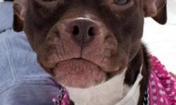 Pit Bull Terrier - Mazda (foster) - Medium - Young - Female
CHARACTERISTICS:
Breed: Pit Bull Terrier
Size: Medium
Petfinder ID: 25206193
ADDITIONAL INFO:
Pet has been spayed/neutered
CONTACT:
Rochester Animal Services | Rochester, NY | 585-428-7274
For