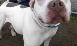 Pit Bull Terrier - Mercury - Medium - Adult - Female - Dog
Hi, my name is Mercury! I'm a very pretty, 2 year old, spayed female, white and brown spotted American Staffordshire Terrier (aka Pit Bull Terrier) mix. I am friendly and lovable and I like to