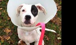 Pit Bull Terrier - Milo - Large - Baby - Male - Dog
CHARACTERISTICS:
Breed: Pit Bull Terrier
Size: Large
Petfinder ID: 24518455
ADDITIONAL INFO:
Pet has been spayed/neutered
CONTACT:
Rochester Animal Services | Rochester, NY | 585-428-7274
For additional